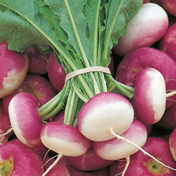 Omaxe Turnip Purple Top seeds super red (10 gm)